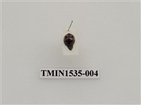 藏品(六班月瓢蟲)的圖片